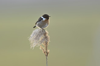 Stonechat (Saxicola rubicola), male sitting on reeds, Lake Neusiedl National Park, Seewinkel,