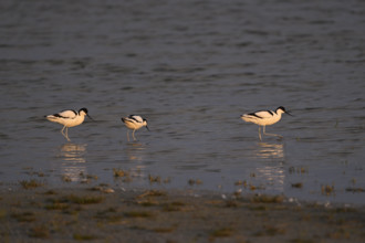 A group of Black-capped avocets (Recurvirostra avosetta) foraging at Warmsee lake, Lake Neusiedl