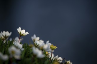 White dryad flower (Dryas octopetala) against a dark background, Lech, Lechquellengebirge,