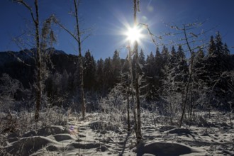 Winter landscape in the snow, snow landscape, backlight, Oberstdorf, Oberallgäu, Allgäu, Bavaria,