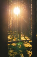 Sunlight falls through dense trees and casts long shadows on the moss-covered ground in the forest,