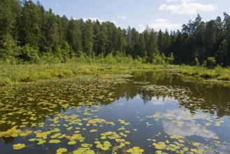 Quiet little lake with water lilies, surrounded by dense forests under a slightly cloudy sky, Lake