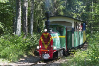 A colourful train runs through a sunny, green forest on a narrow track, diesel locomotive, Wls 40