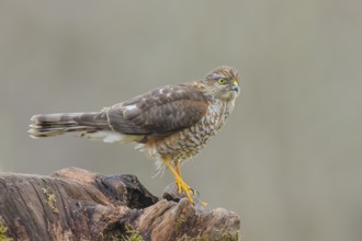 Sparrowhawk (Accipiter nisus) male, standing attentively on a root, wildlife, bird of prey, nature