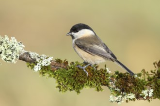 Willow Tit (Parus montanus), sitting on a branch overgrown with lichen and moss, Wildlife, Animals,