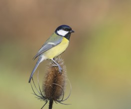 Great Tit (Parus major), male sitting on faded Wild teasel (Dipsacus fullonum) Wildlife, Animals,