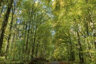 Autumnal beech forest (Fagus) on a village street Rehna, Mecklenburg-Vorpommern, Germany, Europe