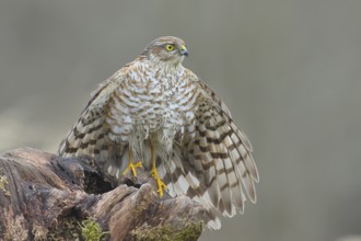 Sparrowhawk (Accipiter nisus) male, plumage drying, sitting on a root, wildlife, bird of prey,