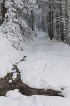 Path through the snowy winter forest on the Auersberg, Erzgebirge, Eibenstock, Saxony, Germany,