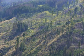 Forest dieback in the Alps, caused by a bark beetle plague, the mountain forest is massively