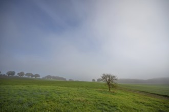 Early morning fog in a landscape, Mecklenburg-Vorpommern, Germany, Europe