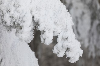 Thick hoarfrost on the fir branches in the snowy forest on the Auersberg, Eibenstock, Erzgebirge,