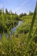 Bottrop-Gladbeck, North Rhine-Westphalia, Germany, Renaturalised Boye, the tributary of the