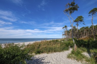 Born am Darß, Fischland-Darß-Zingst, Mecklenburg-Vorpommern, Germany, Pine forest in the dunes on