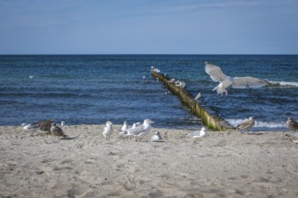 Graal-Müritz, Mecklenburg-Western Pomerania, Germany, Seagulls on the sandy beach of the Baltic Sea