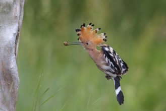 Hoopoe, (Upupa epops), approaching with prey to the breeding den, family Hoopoes, formerly raptors,