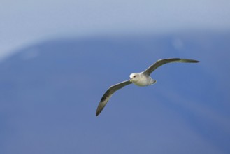 Northern fulmar (Fulmarus glacialis), Spitsbergen, Longyearbyen, Svalbard / Spitsbergen, Norway,