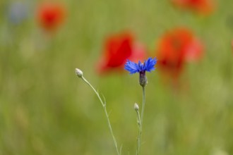 Cornflowers (Cyanus segetum) voe corn poppy, Münsterland, North Rhine-Westphalia, Germany, Europe