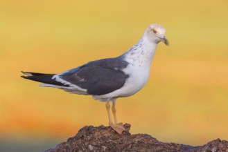 Yellow-legged gull (Larus michahellis), Hides De Calera / Steppe Raptors, Calera Y Chozas, Castilla