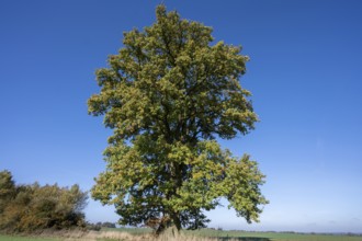 Old oak tree, (Quercus), blue sky, Mecklenburg-Western Pomerania, Germany, Europe