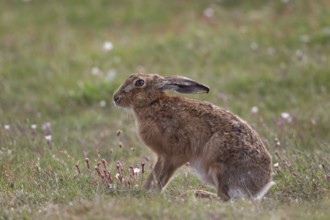 European brown hare (Lepus europaeus) adult animal in grassland amongst summer flowers, England,