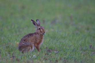 European brown hare (Lepus europaeus) adult animal feeding in grassland in summer, England, United