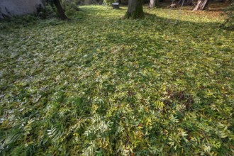 Fallen autumn leaves of a European ash (Fraxinus excelsior), Mecklenburg-Western Pomerania,