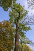 Hundred-year-old ash tree (Fraxinus excelsior) on the Othenstorf estate, Mecklenburg-Western