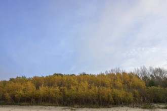 Autumnal birch stand (Betula) on the beach shore of the Baltic Sea, Mecklenburg-Western Pomerania,