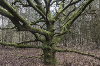 English oak (Quercus robur), Emsland, Lower Saxony, Germany, Europe