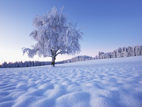 Tree in hoarfrost at dusk, Grod, Lindenberg, Beinwil, Freiamt, Canton Aargau, Switzerland, Europe