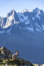 Alpine ibex (Capra ibex), adult male, in front of a mountain landscape in the morning light, in the