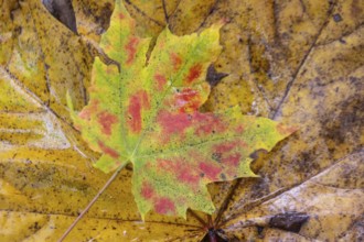 Autumn leaves of Norway maple (Acer platanoides), Emsland, Lower Saxony, Germany, Europe