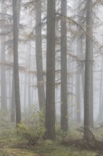 Fog in the larch forest (Larix decidua), Emsland, Lower Saxony, Germany, Europe