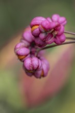 Peacock, spindle bush (Euonymus europaeus), fruit stand, Emsland, Lower Saxony, Germany, Europe