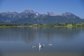 Hoeckerschwan (Cygnus olor), swan family, mother with young, Hopfensee, near Fuessen, Ostallgaeu,