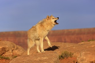 Wolf, (Canis lupus), adult, howling, rock, stone, Monument Valley, Utah, USA, North America