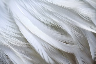 Close up of white feathers, AI generated