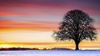 Serene winter landscape with a snow covered tree and a vibrant sunrise, AI generated