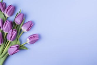 Tulip spring flowers on violet background with copy space. KI generiert, generiert AI generated