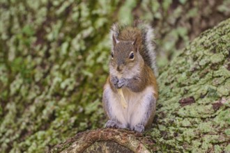 American grey squirrel (Sciurus carolinensis), sitting on a moss-covered tree trunk in the forest,