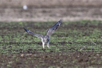 Common buzzard (Buteo buteo), Emsland, Lower Saxony, Germany, Europe