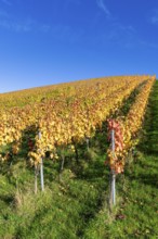 Vineyard in autumn with yellow vines under a clear blue sky, Strümpfelbach, Rems Valley,