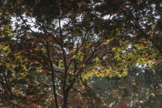 Japanese fan maple (Acer palmatum Trompenburg), autumn foliage, Emsland, Lower Saxony, Germany,