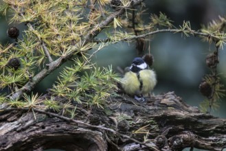 Great tit (Parus major) on a sunflower, Emsland, Lower Saxony, Germany, Europe