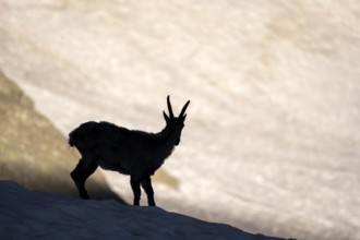 Alpine ibex (Capra ibex), silhouette in front of snowfield, Mont Blanc massif, Chamonix,