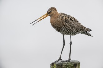 Black-tailed Godwit (Limosa limosa), Lower Saxony, Germany, Europe