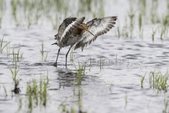 Black-tailed Godwit (Limosa limosa), Lower Saxony, Germany, Europe