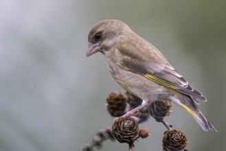 European greenfinch (Carduelis chloris), Emsland, Lower Saxony, Germany, Europe