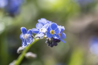 Wood forget-me-not (Myosotis sylvestris), Emsland, Lower Saxony, Germany, Europe